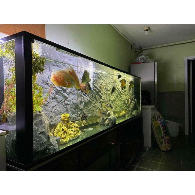 Groote aquarium met alles inbegrepen