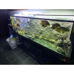 Groote aquarium met alles inbegrepen