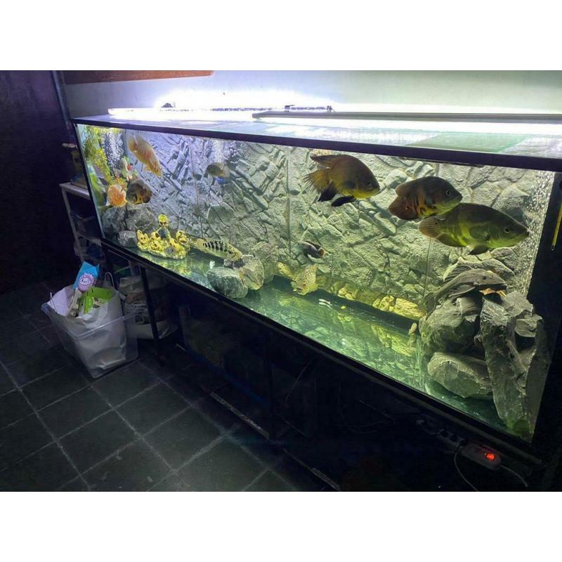 Groote aquarium met alles inbegrepen