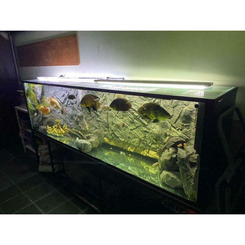 Groote aquarium met alles inbegrepen