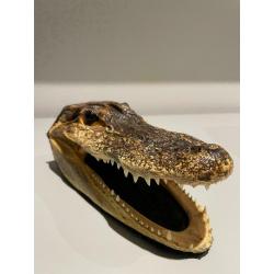 Véritable tête d’alligator de Floride
