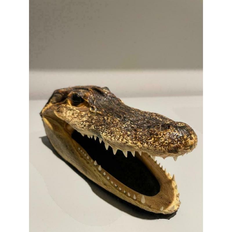 Véritable tête d’alligator de Floride