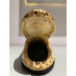 Véritable tête d’alligator de Floride