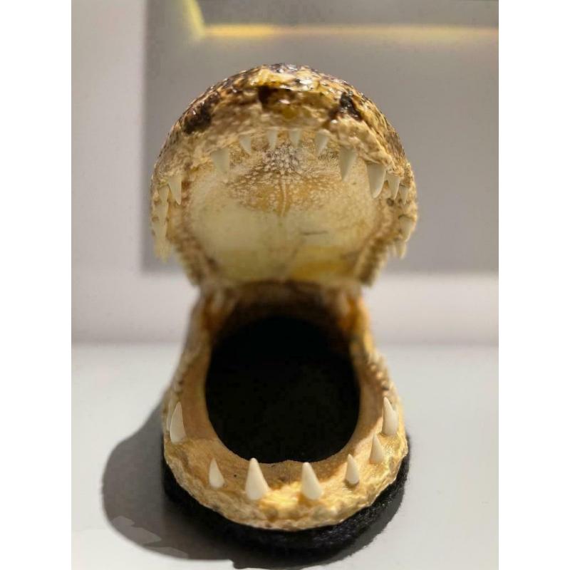 Véritable tête d’alligator de Floride