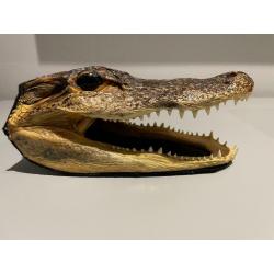 Véritable tête d’alligator de Floride