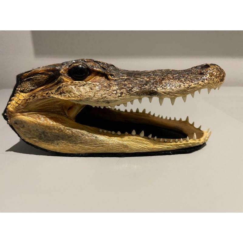 Véritable tête d’alligator de Floride