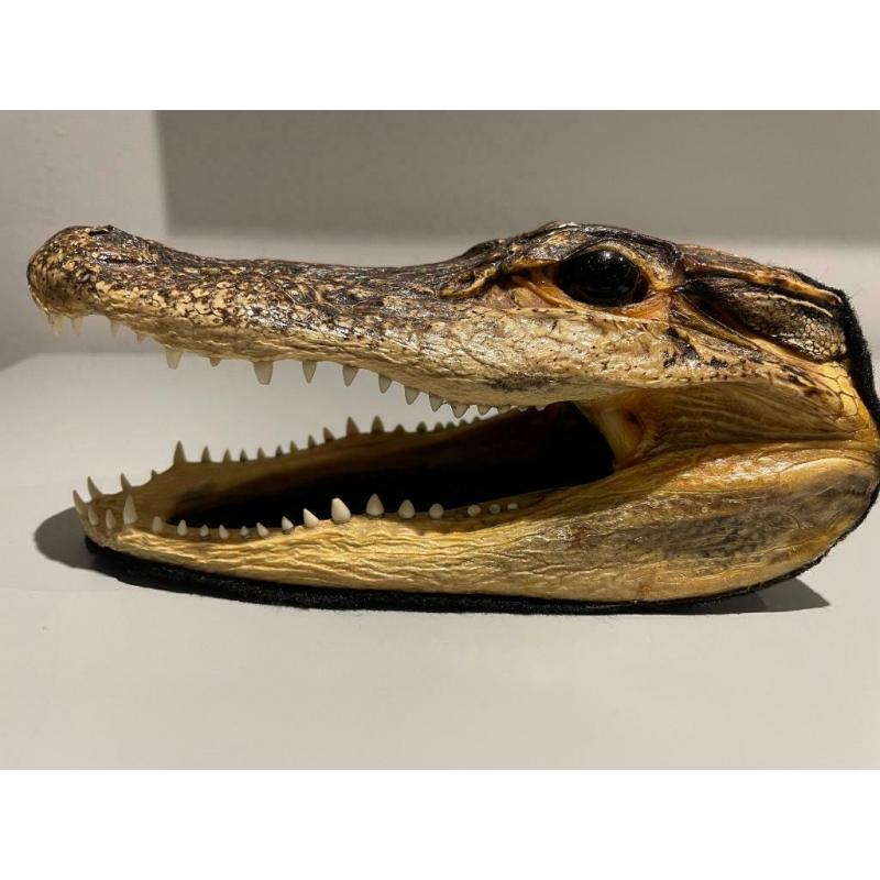 Véritable tête d’alligator de Floride