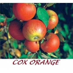 POMMIERS EA COX ORANGE, TIGE BAS 9€! Aussi demi-& haute tige
