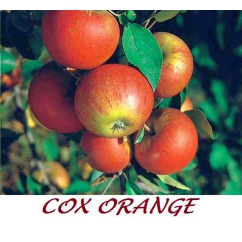 POMMIERS EA COX ORANGE, TIGE BAS 9€! Aussi demi-& haute tige
