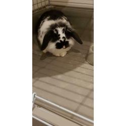 Lapine nain