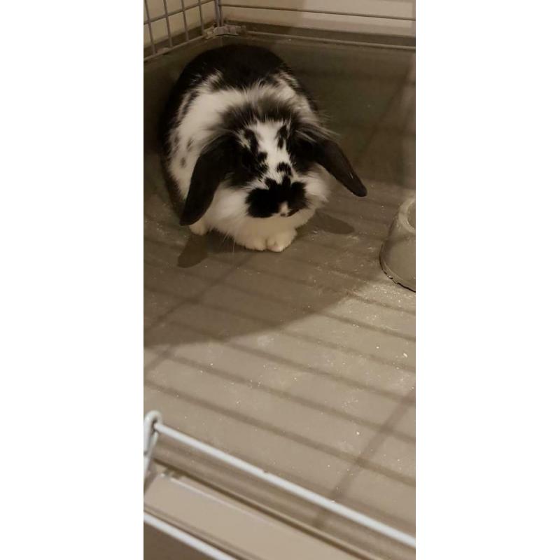Lapine nain