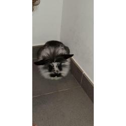 Lapine nain