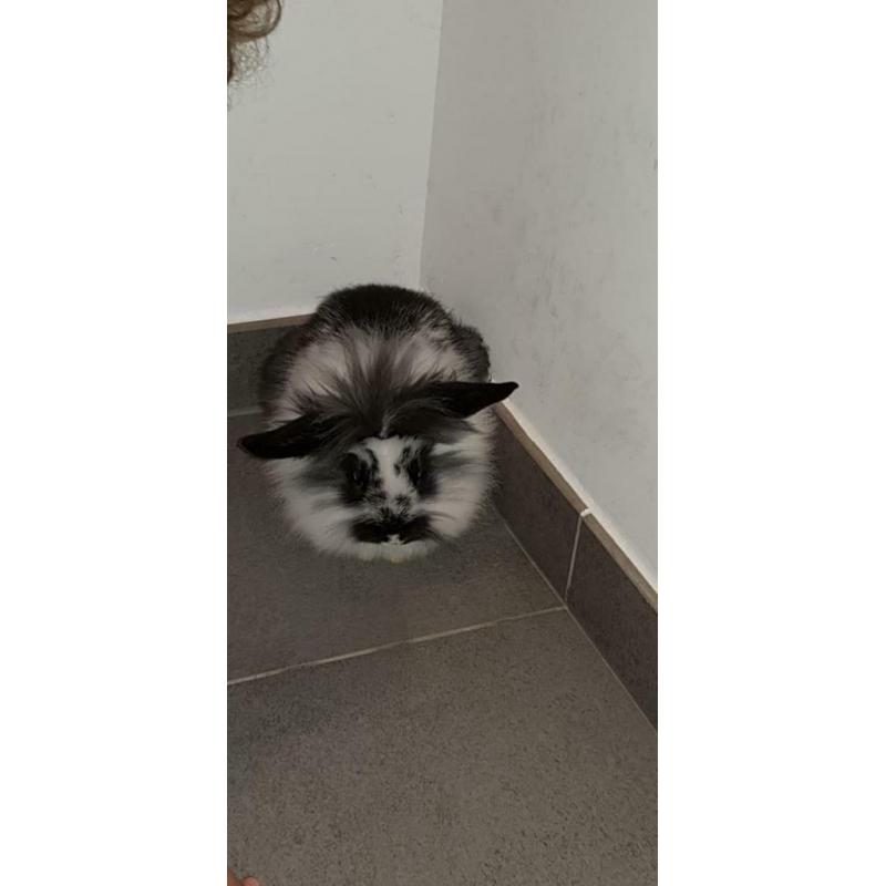 Lapine nain