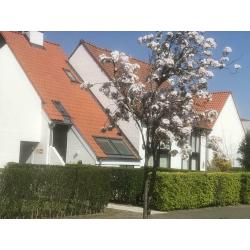 Nieuport, maison de vacances à louer